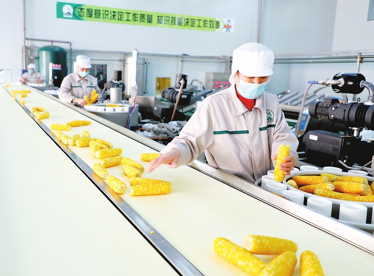 “企業(yè)+合作社+農(nóng)戶”聯(lián)動模式助力公主嶺市農(nóng)副產(chǎn)品發(fā)展及周邊農(nóng)民就業(yè)脫貧